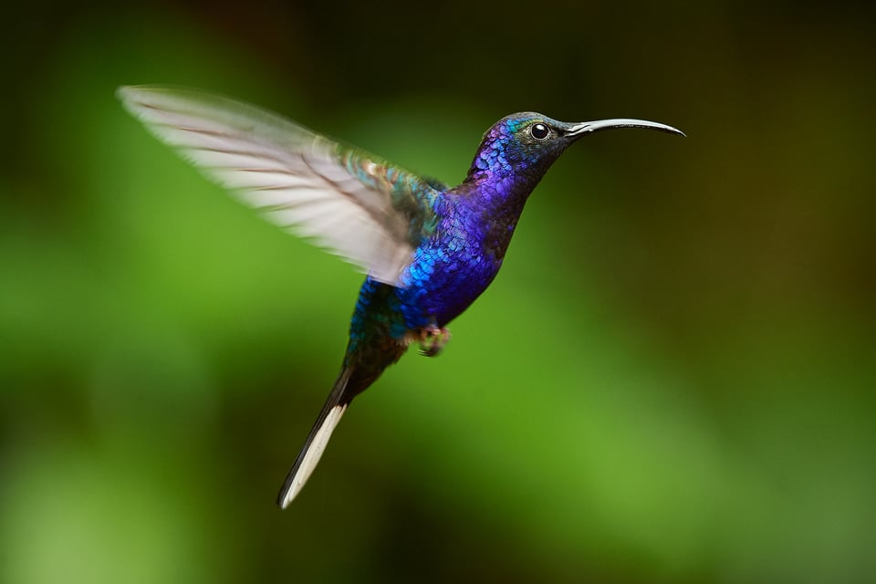 Violet sabrewing